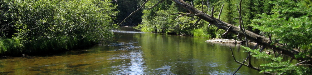 Caffeinated Fly Fisher