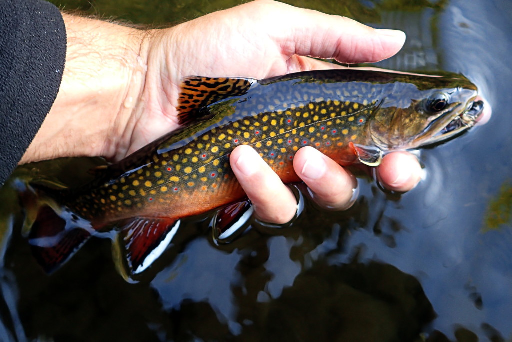 A nice, colorful native Brookie from closing day