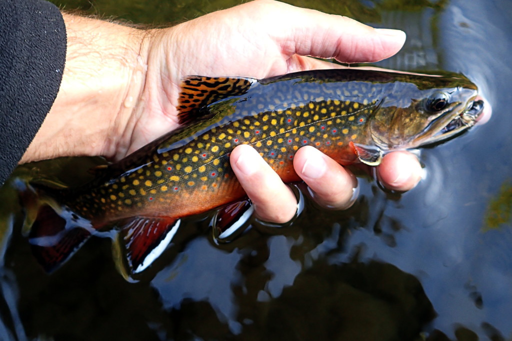 Excellent native brookie from closing day.