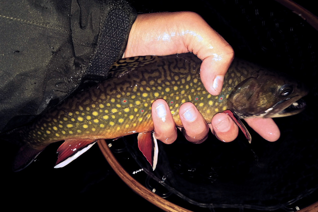 One of several nice Brook Trout caught shortly after dark.