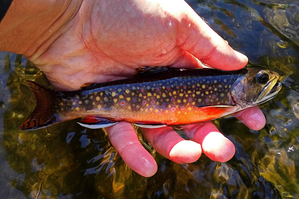 A near limitless number Brookies like this were caught in the final hours of trout season