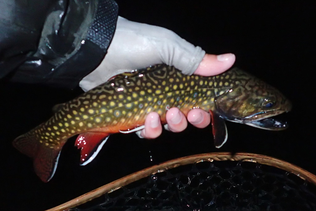 Another beautiful stillwater Brookie caught before calling it a night.