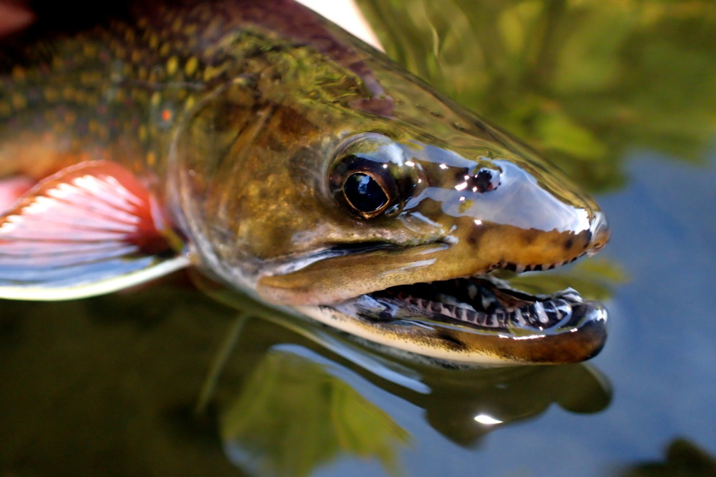Some bigger Brookies were caught too - those are some mean teeth for a pretty Brook Trout!