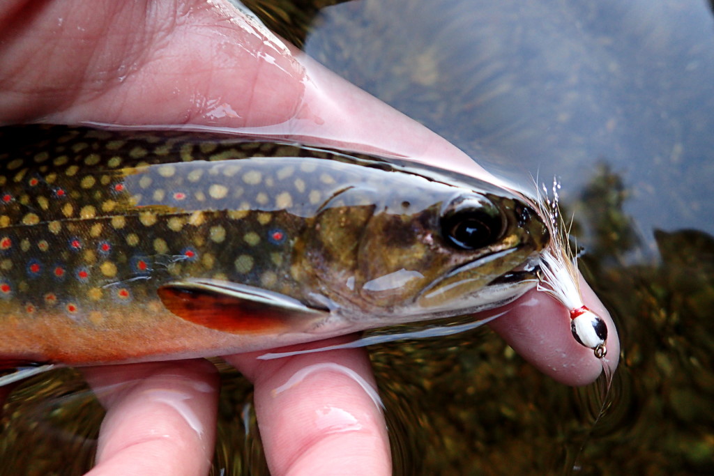 Brookies of all sizes liked this little Thunder Creek Streamer