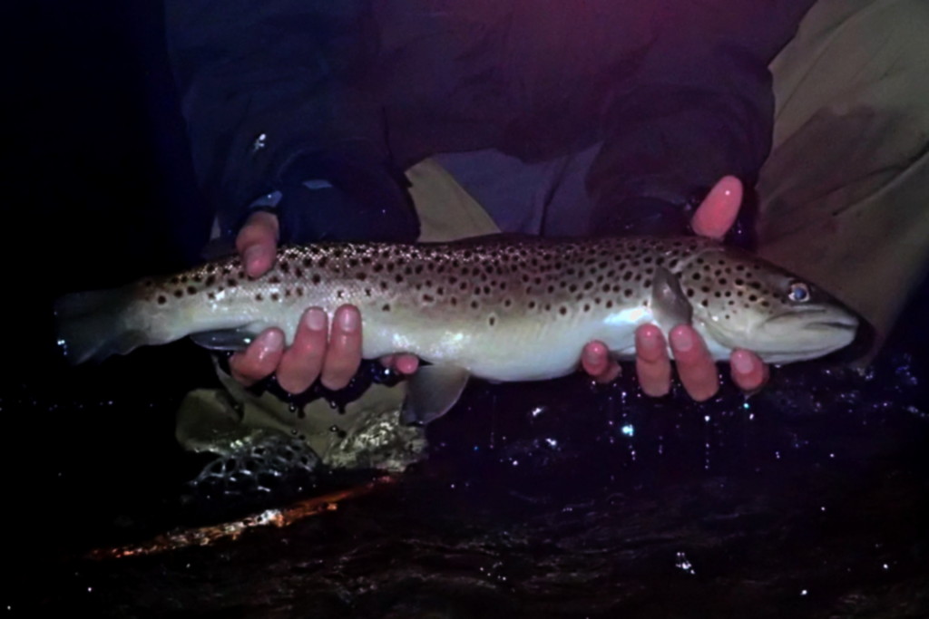 A big Credit River brown, my last resident trout of 2015 - hopefully not my last Credit brown.