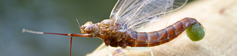 Caffeinated Fly Fisher