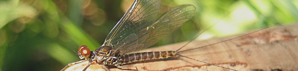 Caffeinated Fly Fisher