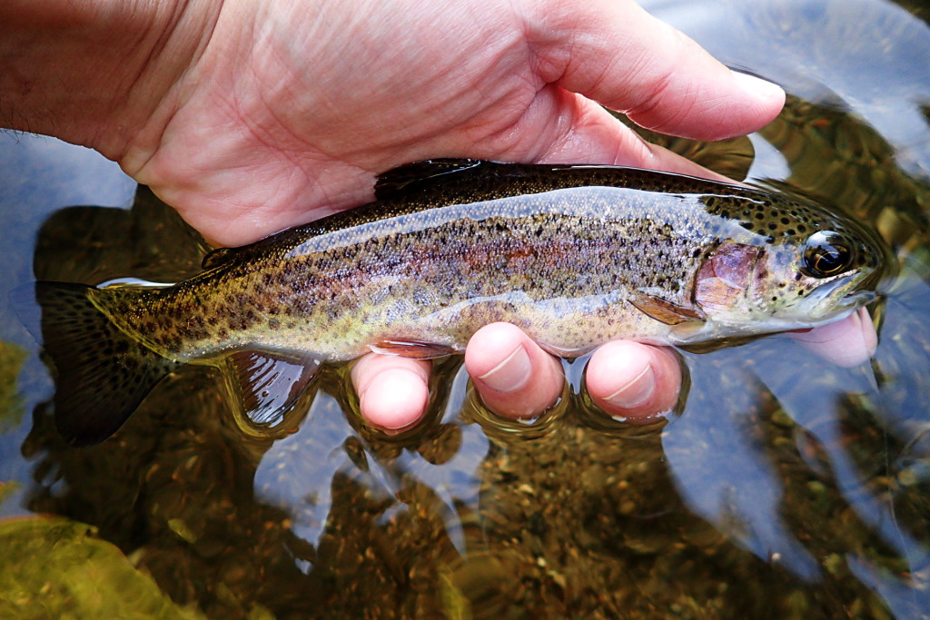 This surprise Rainbow Trout chipped in to help me achieve the venerable Trout Trifecta