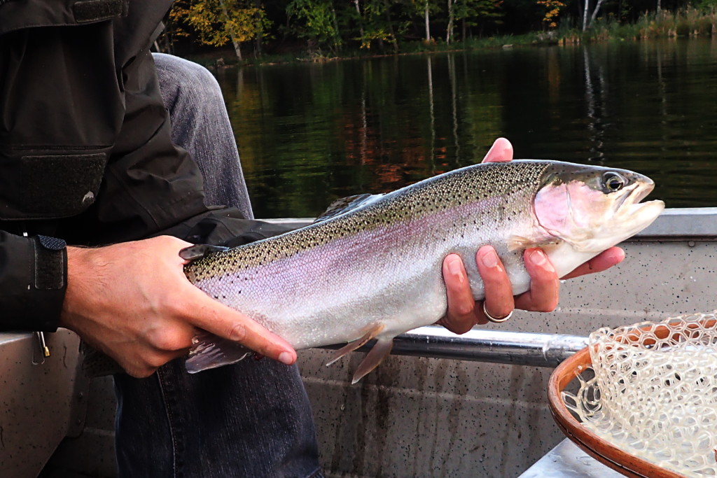 A chunky stillwater stocked rainbow from a couple weeks ago.