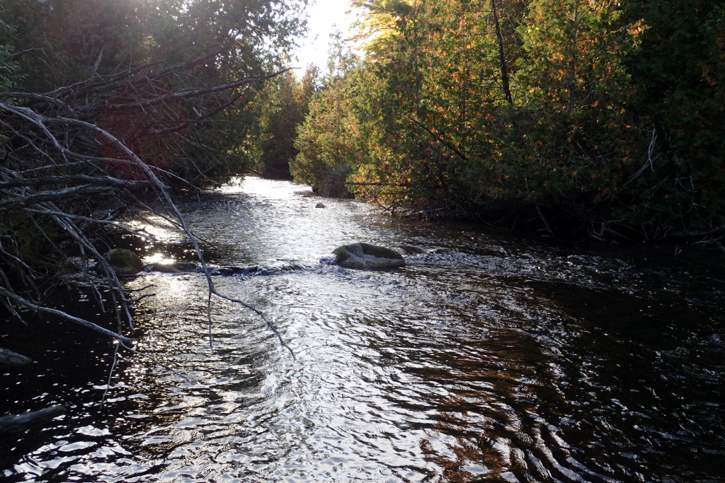 Some small, well populated Brookie water