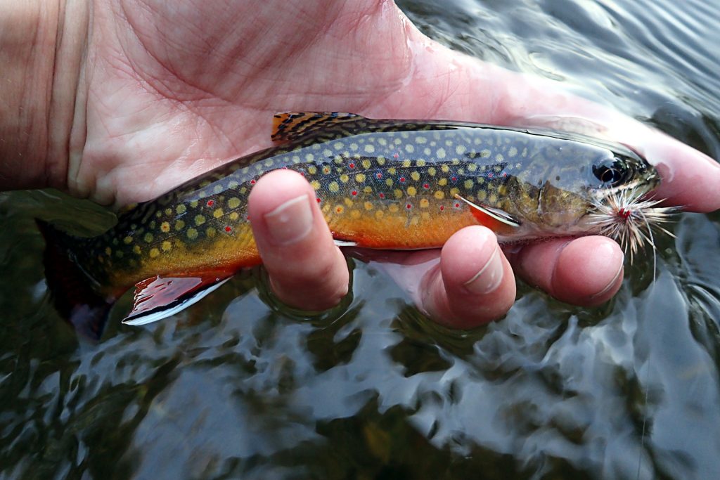 An average, colorful small stream brookie from the weekend.