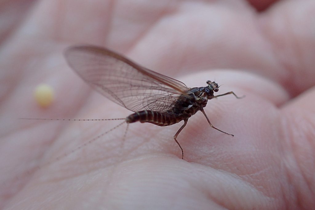 Hendrickson from a fairly thick hatch on a small stream.