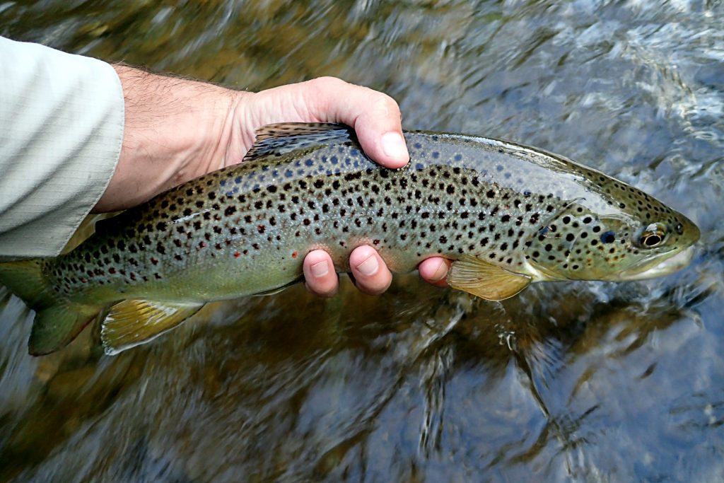 A nice, clean 16-17" wild Brown Trout caught on a spinner