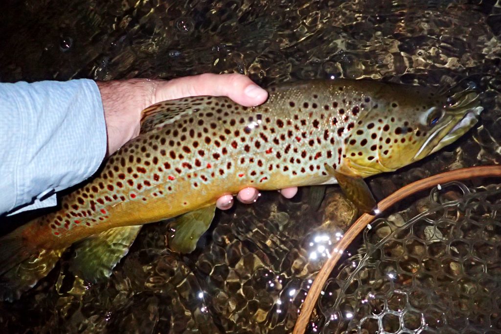 A large male Brown Trout from the Credit River