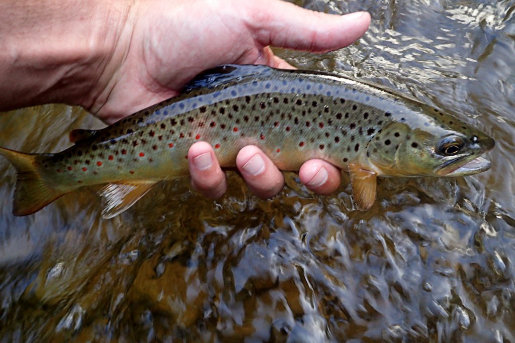 My first Brown Trout caught (and landed) on a Green Drake Spinner