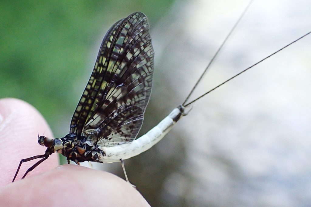 Green Drake spinner (a.k.a. Coffin Fly) descending onto the Credit