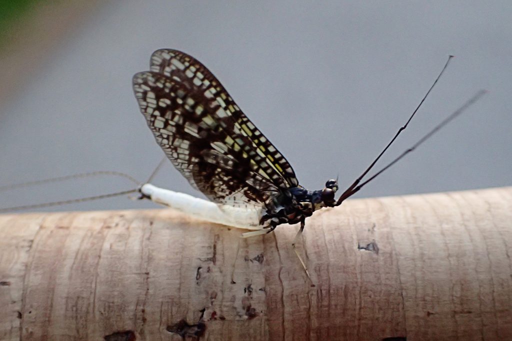 A Coffin Fly from the end of the Green Drake hatch