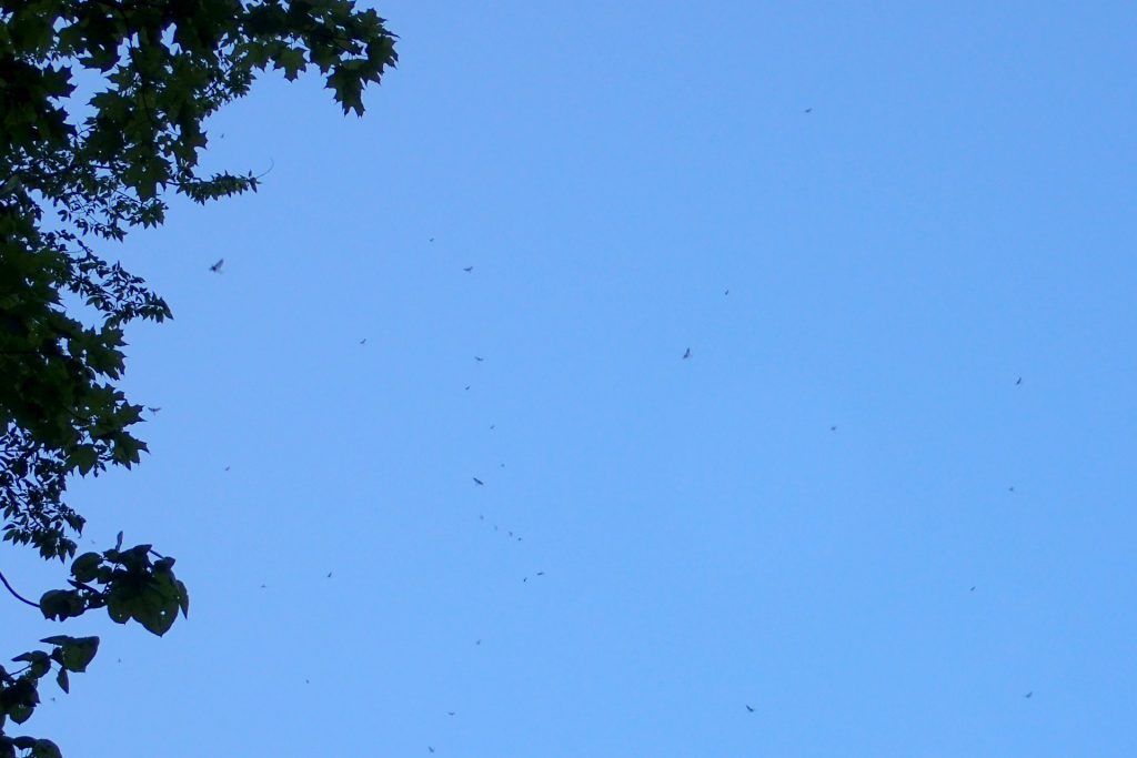 Large mayflies that appeared to be Green Drakes spotted in the trees overhead