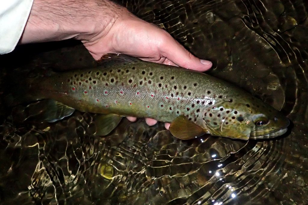 A Brown Trout taken on a size 8 stonefly dry just before dark