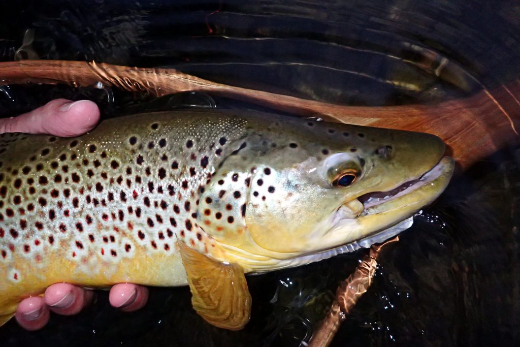Credit River Brown Trout with damaged jaw