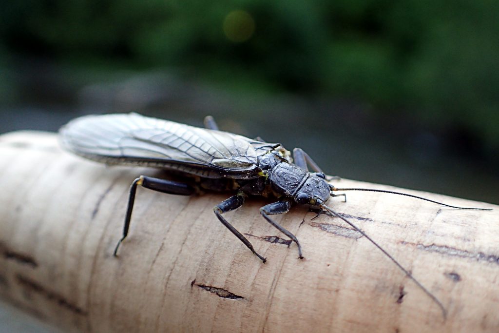 A large stonefly from the Credit River