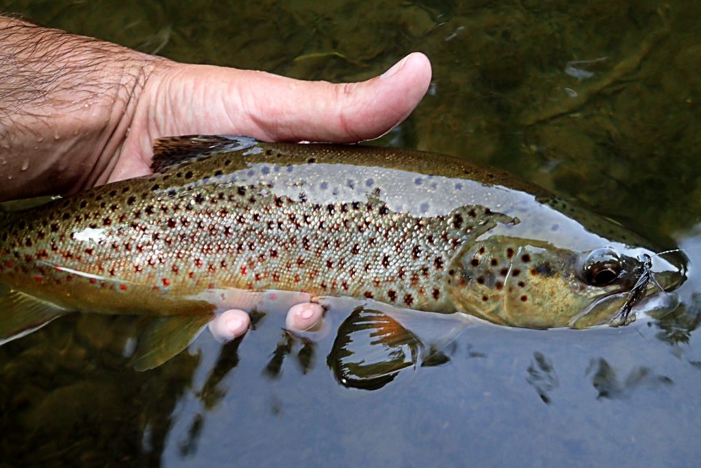 A nice Credit River Brown Trout taken on an Isonychia.
