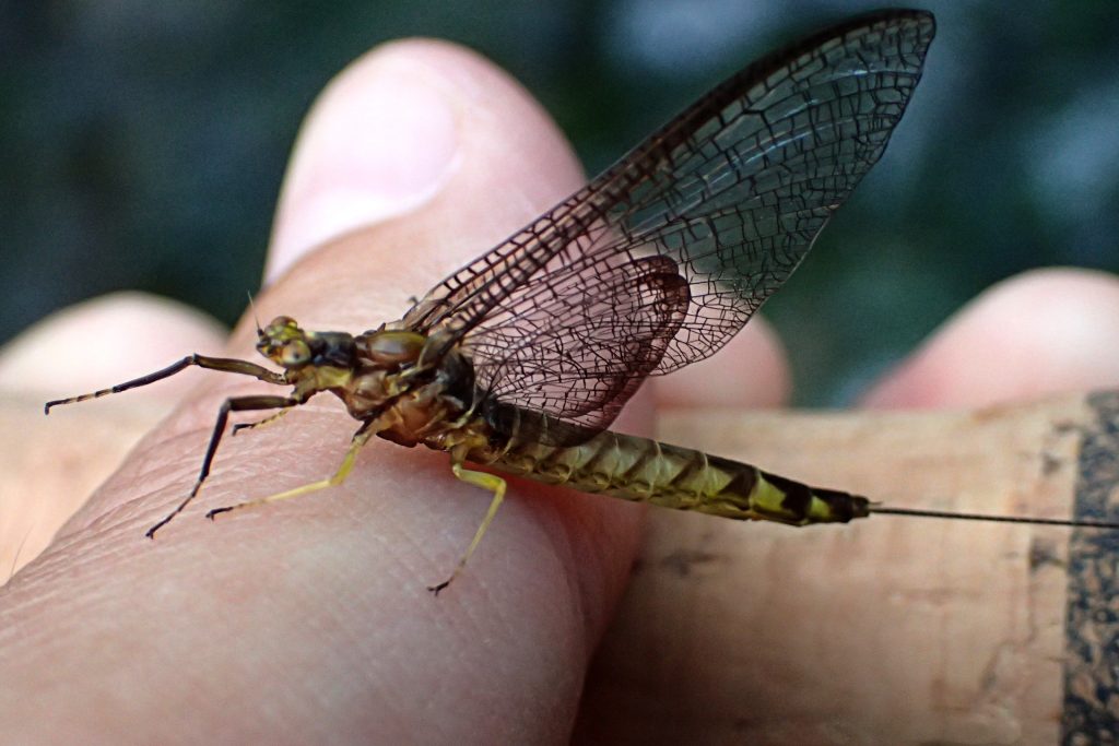 A Hexagenia Atrocaudata spinner from a few days prior.