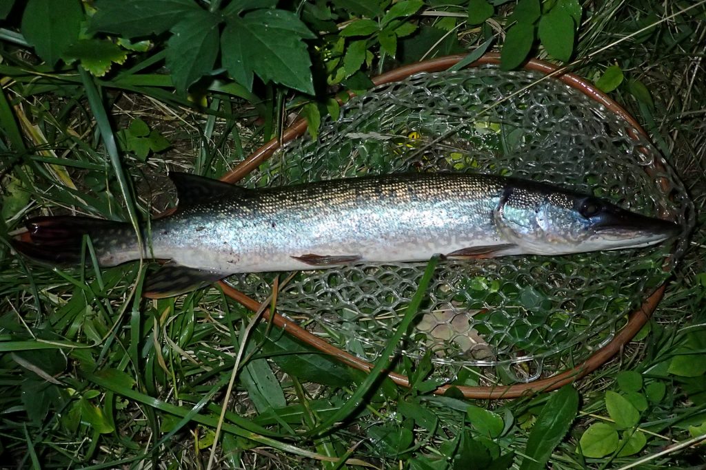 Vengeance: Yet another trout-eating Pike.