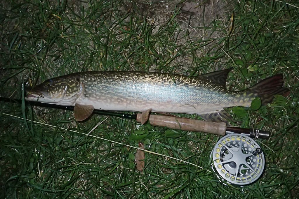 The second Pike caught on the same night; and my third Pike caught on the Credit this year.