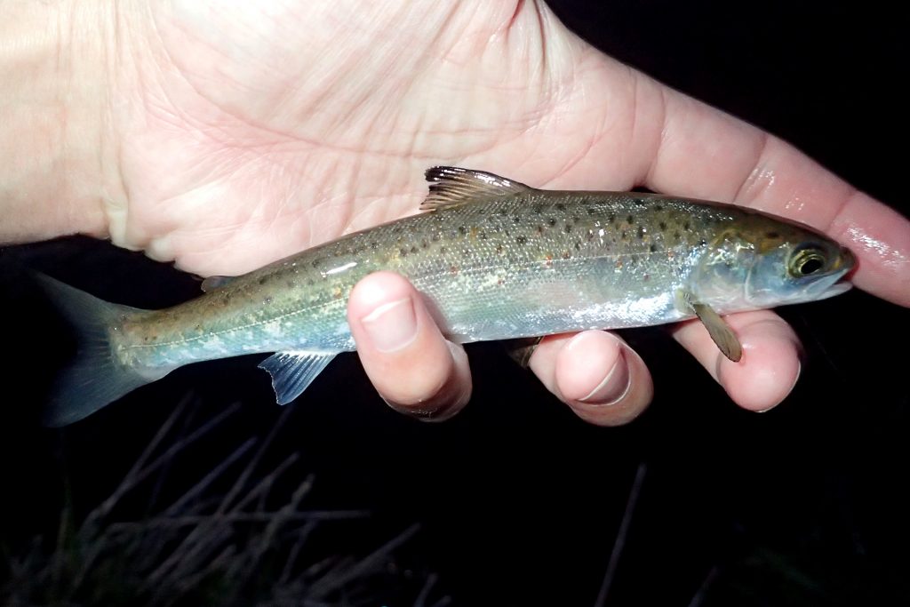 Stocked Atlantic Salmon dominating a once pure native Brookie Southern Ontario stream.