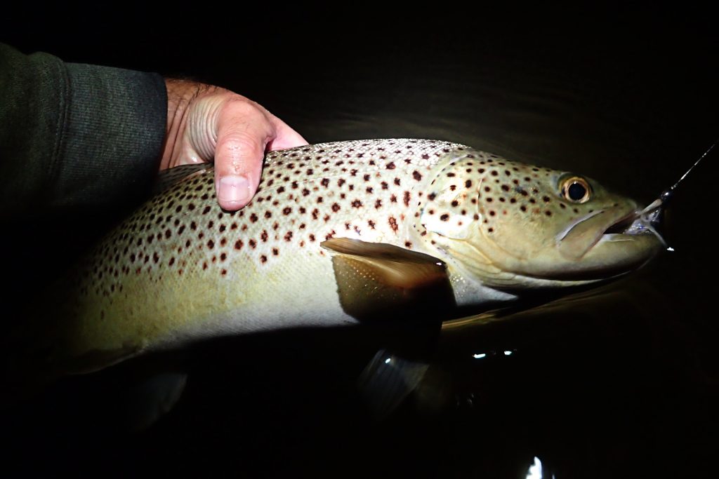A large Brown Trout caught after dark on the closing day of trout season.