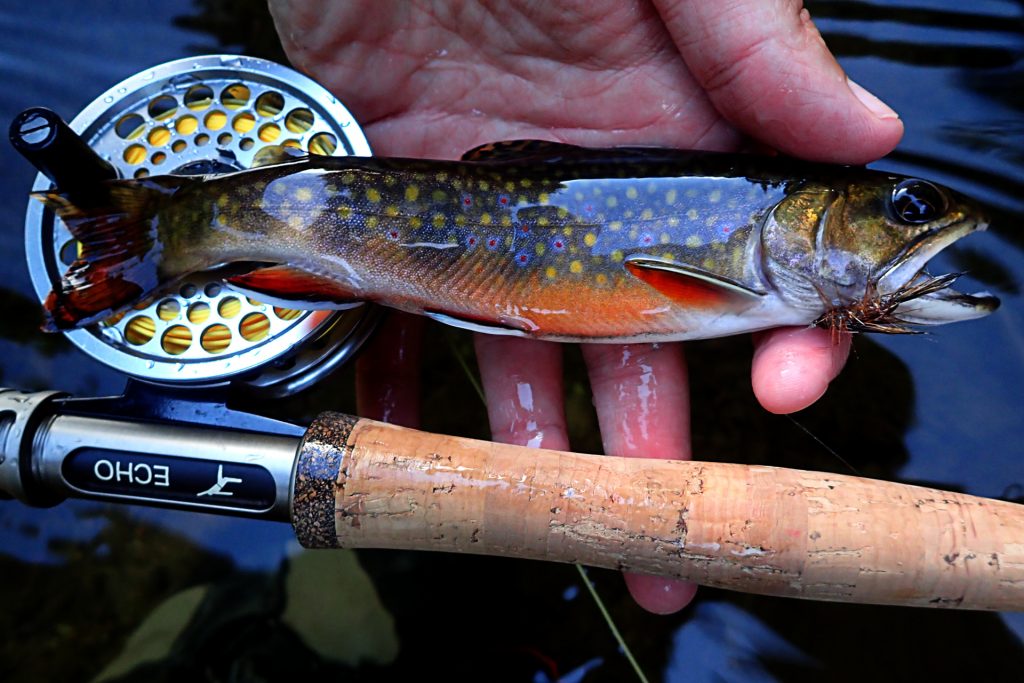 Colorful small stream brook trout caught on a new budget Echo Carbon 2wt rod.