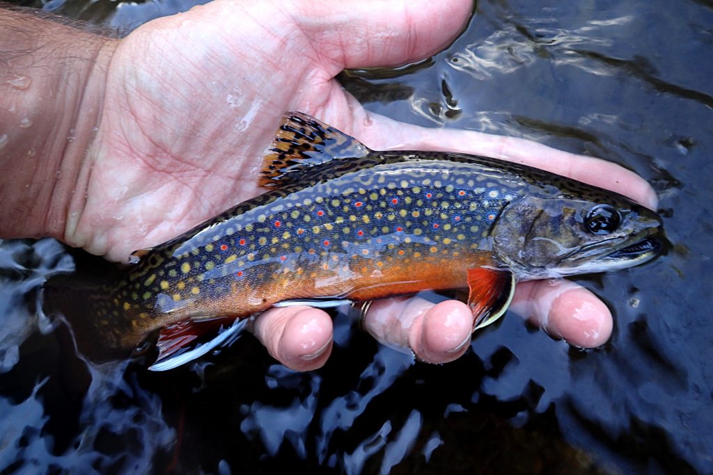 Another colorful September Brook Trout, this one from the Credit River.