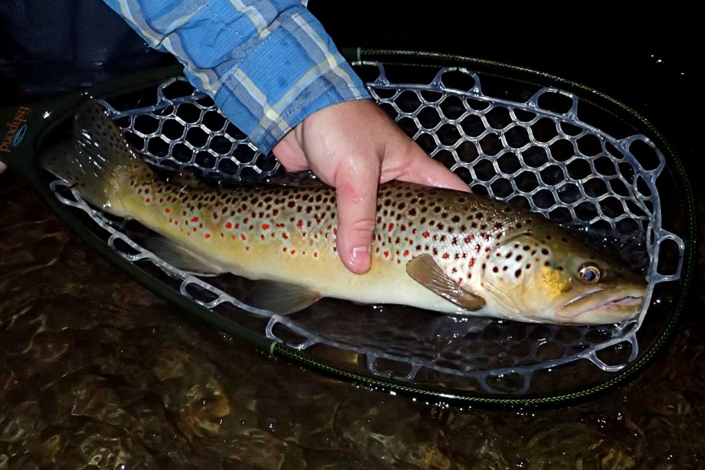 A hard-earned Brown Trout caught after a couple hours of night fishing with my friend Ryan.