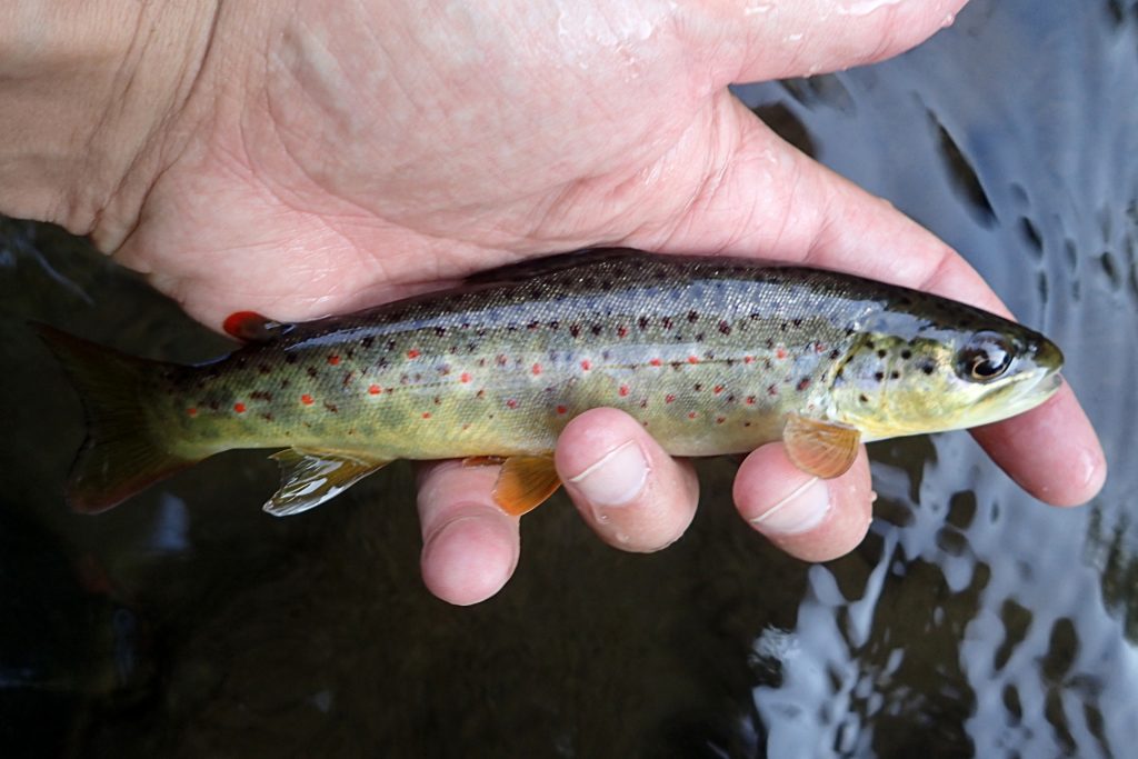 A small Credit River Brown Trout, always good to see.