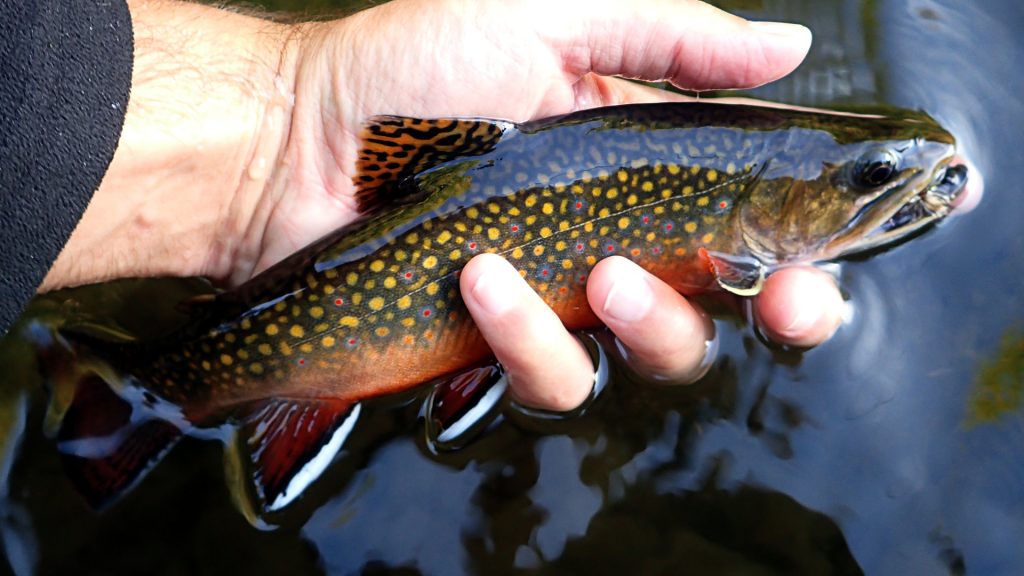 Concern for the West Credit River - Caffeinated Fly FisherCaffeinated Fly  Fisher