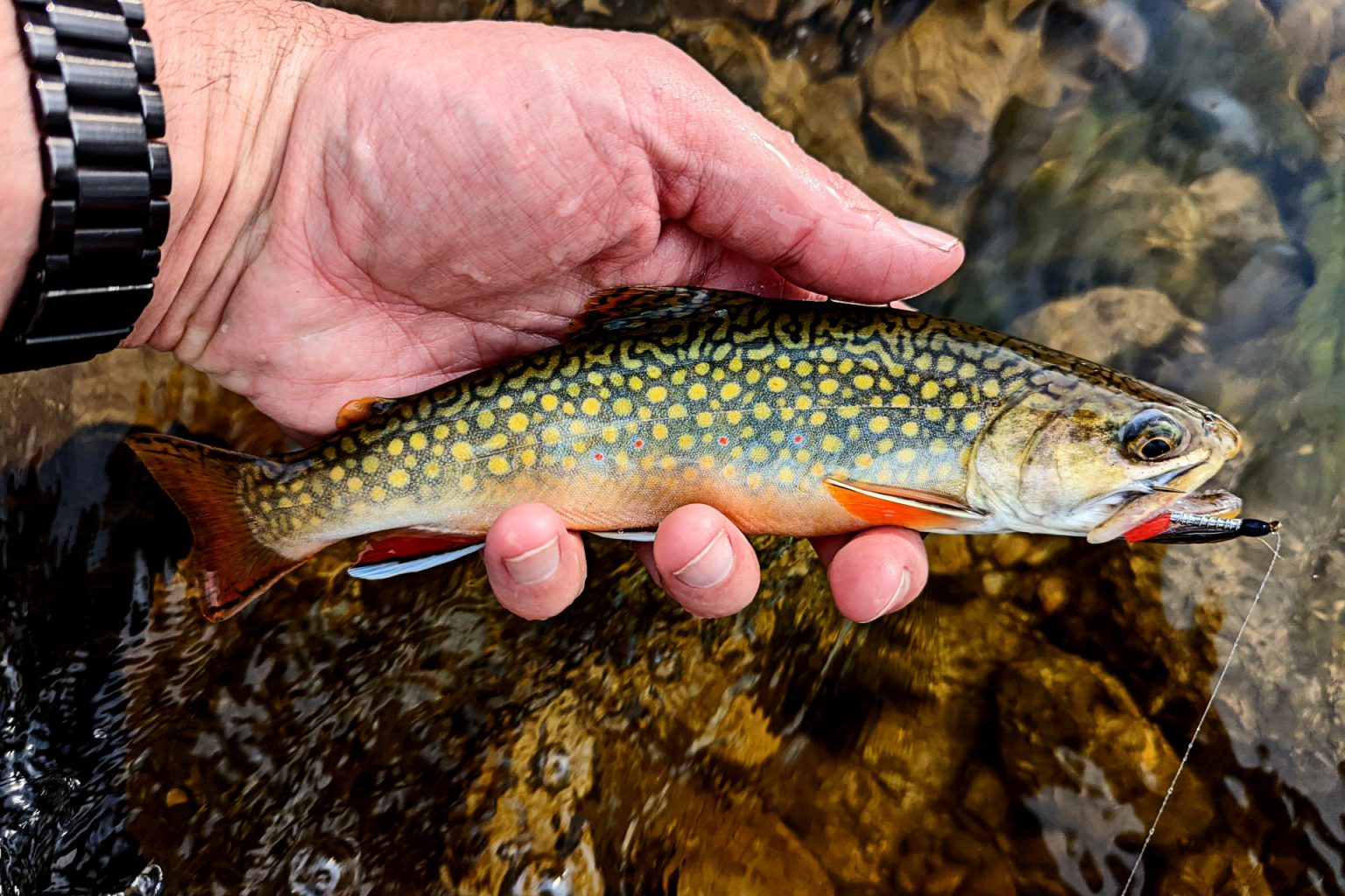 2022 Trout Season Recap - Caffeinated Fly FisherCaffeinated Fly Fisher