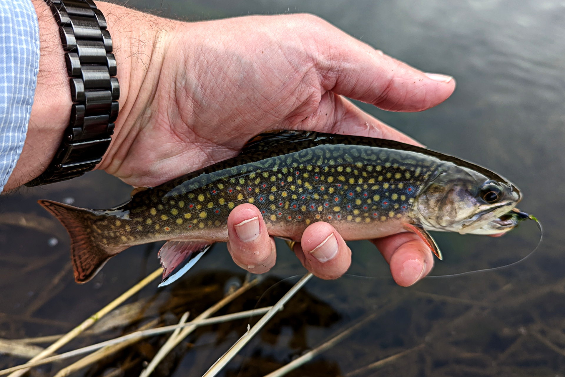 Rainbow Trout Archives - Caffeinated Fly FisherCaffeinated Fly Fisher