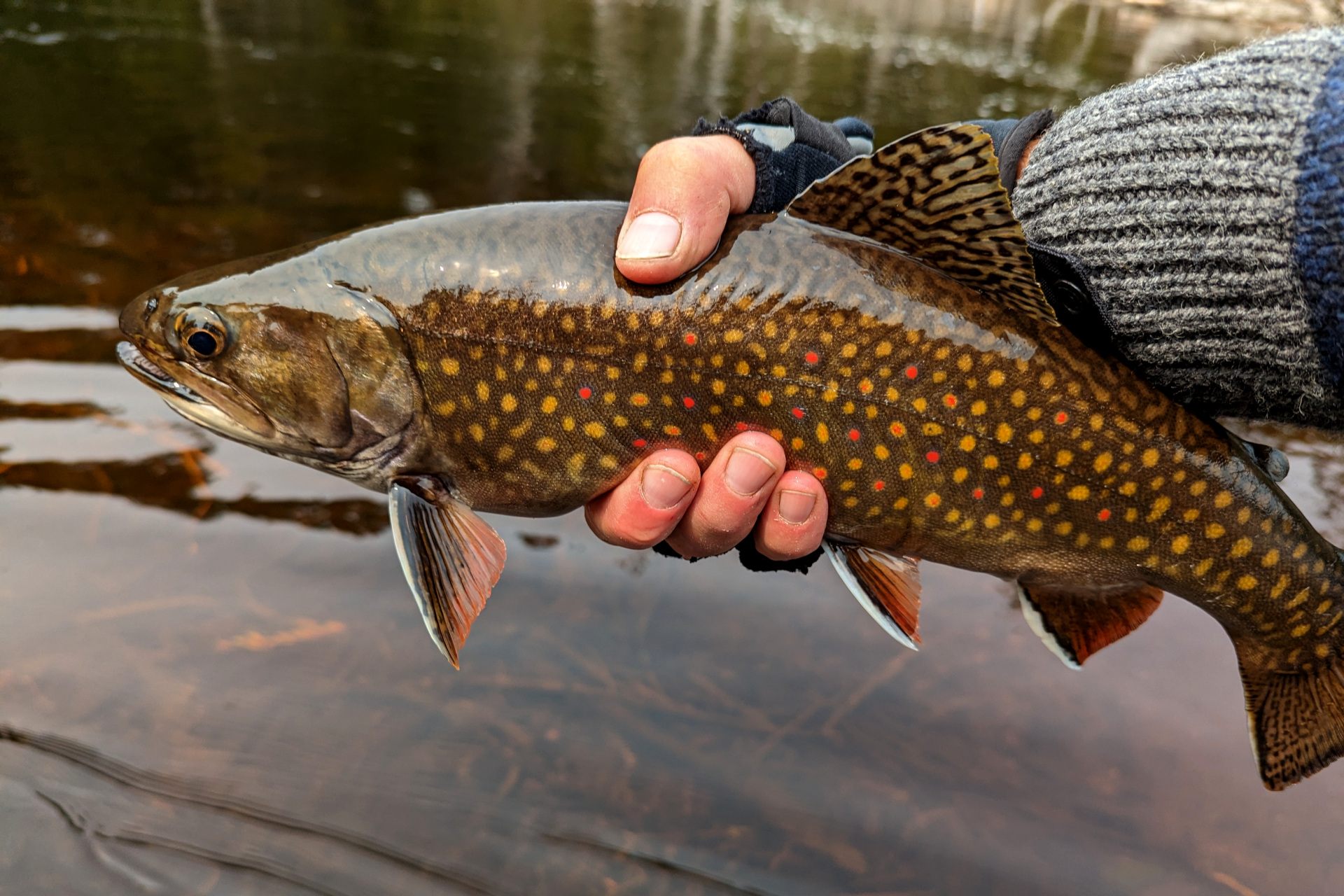 Brook Trout Archives - Caffeinated Fly FisherCaffeinated Fly Fisher