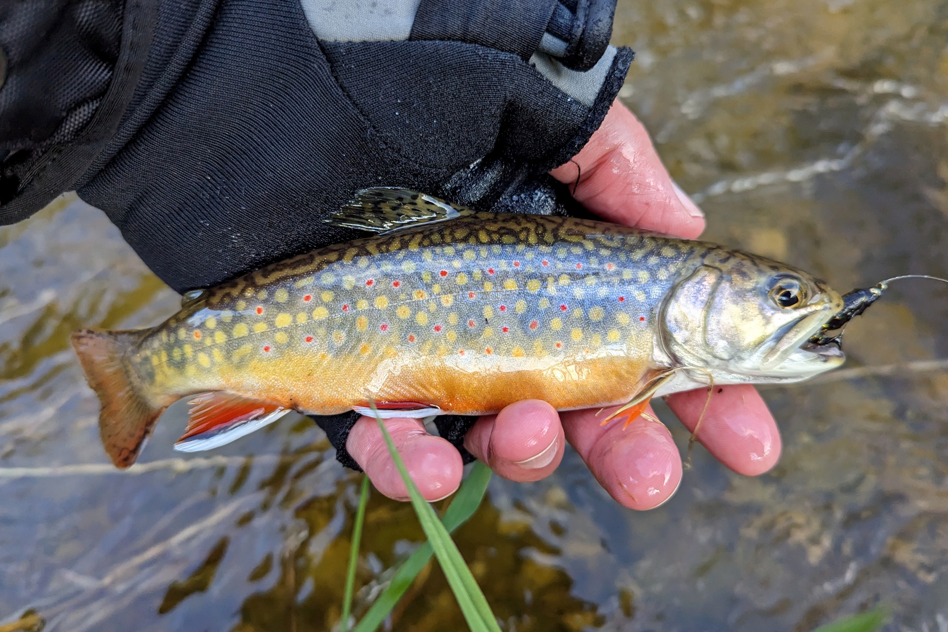 Steelhead Archives - Caffeinated Fly FisherCaffeinated Fly Fisher