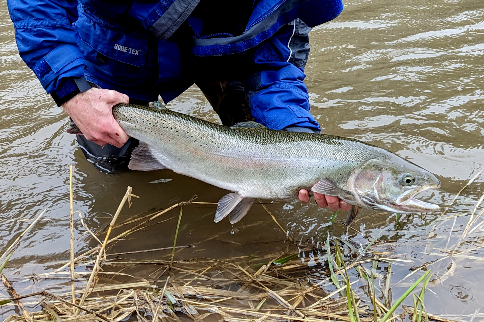 https://www.ontarioflyfisher.com/wp-content/uploads/2023/05/Steelhead.jpg