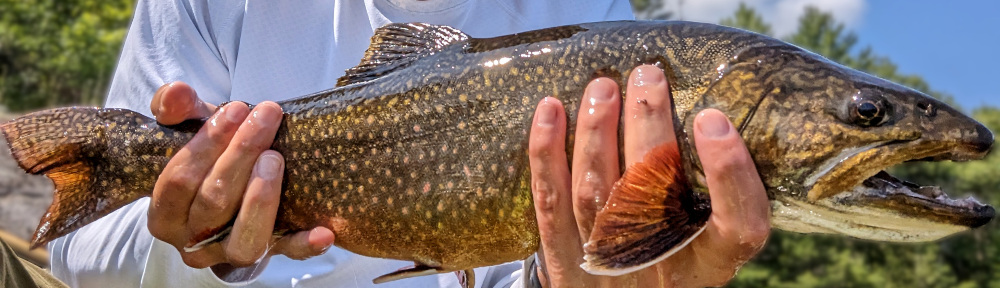 Caffeinated Fly Fisher