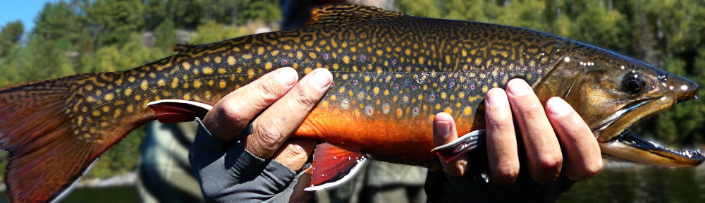 Caffeinated Fly Fisher