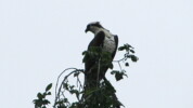 Osprey on the Grand River
