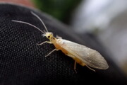 Little Yellow Stonefly (a.k.a. Yellow Sally) from the Credit River
