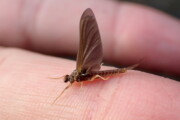 An early season Hendrickson from the Credit RIver