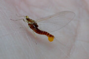 A female Sulphur spinner from the Credit River