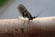 A Green Drake spinner (a.k.a. Coffin Fly) from the Credit River