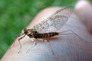A Grey Fox spinner from the Credit River