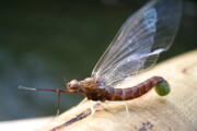 An Isonychia Spinner from the Credit River
